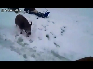 wild boars get fishermen on winter fishing ..