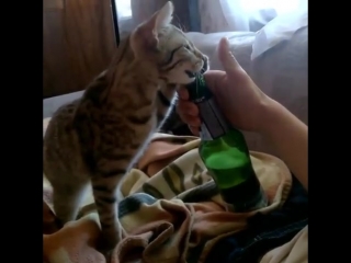 cat opens a bottle of beer