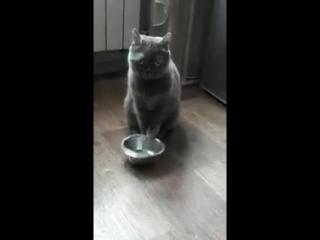 the cat asks for food